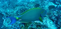 Acanthurus dussumieri