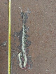 Bothrops jararaca