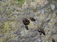 Cochlicopa lubrica