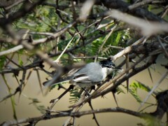 Polioptila albiloris