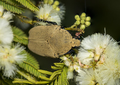 Hologymnetis cinerea