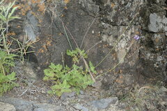 Lavandula canariensis