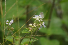 Hemiargus hanno