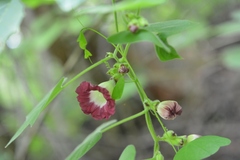 Ipomoea peteri