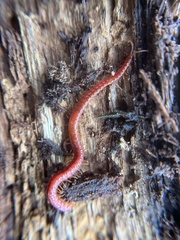 Strigamia bothriopus