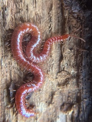 Strigamia bothriopus