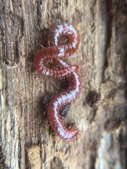 Strigamia bothriopus