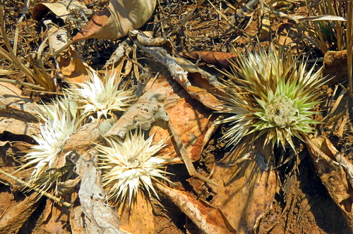 Macledium plantaginifolium image