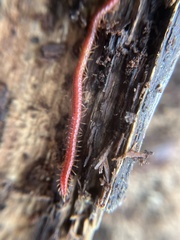 Strigamia bothriopus