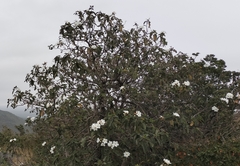 Cordia boissieri