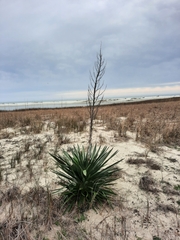 Asparagaceae