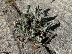 Lavandula stoechas
