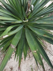 Asparagaceae