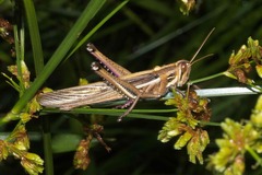 Schistocerca pallens