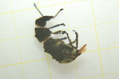 Platystomos albinus