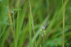 Leptotes cassius