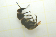 Platystomos albinus