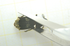 Platystomos albinus