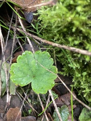 Tellima grandiflora