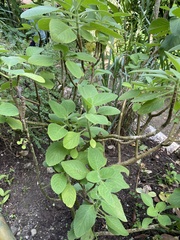 Coleus amboinicus