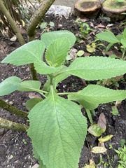 Coleus amboinicus