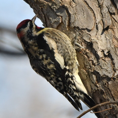 Sphyrapicus varius × nuchalis