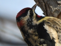 Sphyrapicus varius × nuchalis