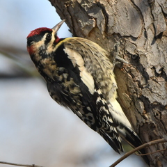 Sphyrapicus varius × nuchalis