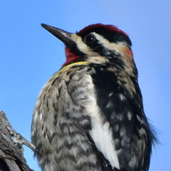 Sphyrapicus varius × nuchalis