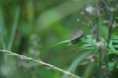 Cissia
