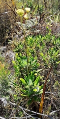 Hermas villosa