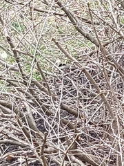 Poecile atricapillus