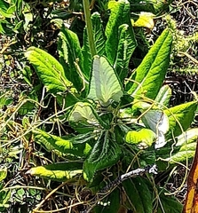Hermas villosa
