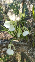Brassavola nodosa