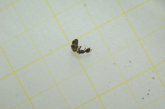 Dolichoderus quadripunctatus