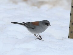 Junco hyemalis caniceps