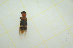 Thanasimus formicarius