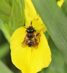 Anthophora furcata