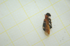 Thanasimus formicarius