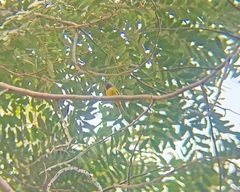 Culicicapa ceylonensis