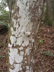 Cryptothecia striata