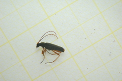 Grammoptera ustulata