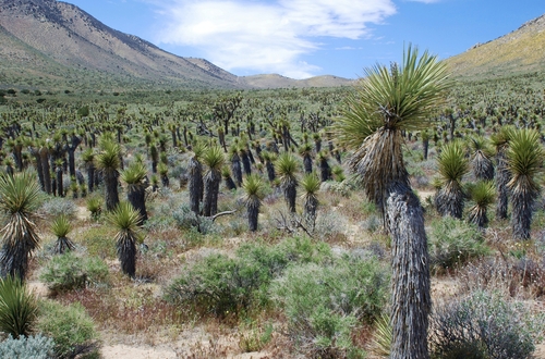 Western Joshua Tree
