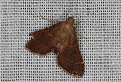 Persicoptera aglaopa