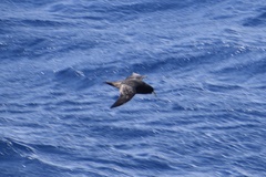 Procellaria aequinoctialis