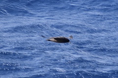 Procellaria aequinoctialis