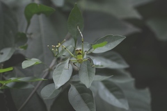 Stilpnochlora thoracica