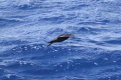 Procellaria aequinoctialis