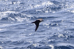 Procellaria aequinoctialis
