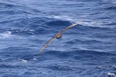 Procellaria aequinoctialis